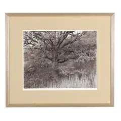 Oak Tree, Holmdel, New Jersey by George Tice, 1970, Gelatin silver print, sold May 2026