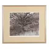 Oak Tree, Holmdel, New Jersey by George Tice, 1970, Gelatin silver print, sold May 2026