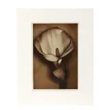 Calla Lily by Sheila Metzner, Fresson print, sold May 2026