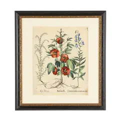 Roselle, Creep Bellflower & Stalwort by Basil Besler, Hand-colored engraving, sold Apr 2026
