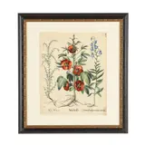 Roselle, Creep Bellflower & Stalwort by Basilius Besler, Hand-colored engraving, sold Apr 2026