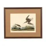 Wilson's Phalarope , Havell Edition by James Audubon, Hand-colored engraving with etching and aquatint, sold Mar 2026