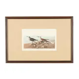 Red-Backed Sandpiper , Havell Edition by James Audubon, Hand-colored engraving with etching and aquatint, sold Mar 2026