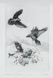 Untitled by Cara McKinley, Etching, sold Jun 2022