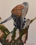 Study of Falcon by Alan Richards, watercolour, offered Nov 2023