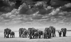 The Crossing by David Yarrow, print, sold Dec 2024