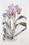 Orchid by Elizabeth Blackadder, Etching with aquatint printed in colours, sold Dec 2024