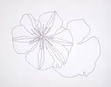 Ten Flower Pieces by Derrick Greaves, ink, offered Dec 2024