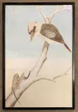 Australian Kokkaburra and lizard by G.A. Wright, 1913, watercolour, sold Oct 2025