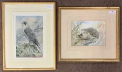 Peregrine Falcon and Hedgehog by Trevor Parkin, watercolor, sold Oct 2025