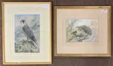 Peregrine Falcon and Hedgehog by Trevor Parkin, watercolor, sold Oct 2025