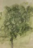 Green Leaves by Joan Connell, 1965, pencil & wash, sold Dec 2025