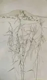 Bamboo, Gozo by Iola Spafford, etching, offered Dec 2025
