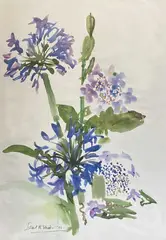 Agapanthus by Ishbel McWhirter, print, sold Dec 2025