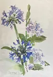 Agapanthus by Ishbel McWhirter, print, sold Dec 2025