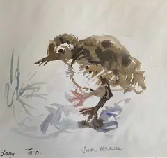 Baby Tern by Ishbel McWhirter, print, sold Dec 2025