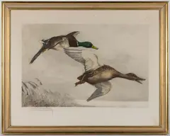 HUNTING / SPORTING ETCHING, a large hand-colored example with very fine detail featuring two mallards in flight by Léon Danchin, pencil-signed lower left. Housed under glass in a modern frame. Circa 1920. 16, sold Oct 2025