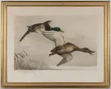 HUNTING / SPORTING ETCHING, a large hand-colored example with very fine detail featuring two mallards in flight by Léon Danchin, pencil-signed lower left. Housed under glass in a modern frame. Circa 1920. 16, sold Oct 2025
