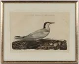 ORNITHOLOGICAL PRINT by Cornelius Nozeman & Christiaan Sepp, hand-colored engraving on paper, sold Aug 2025