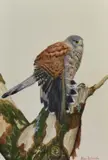 Study of Falcon by Alan Richards, watercolour, offered Oct 2023