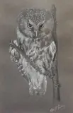 Portraits of owls by Rita J. Barton, print (other), sold Oct 2023