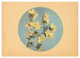 Untitled by Ogawa Kazumasa, photograph, offered Jul 2025
