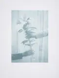 Lilies by Paul Winstanley, Screenprint in colours, offered Nov 2024