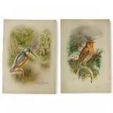 robin by George Rankin, watercolor, sold Mar 2025