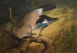 Study of a Jay by Rowland Wright Alston, oil on board, sold Feb 2025
