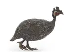 First Half 20th Century by Franz Xavier Bergman, bronze, sold Jul 2025