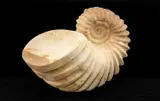 Sandstone - Ammonite by Darren Yeadon, sculpture, sold Dec 2025