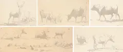 Study of two stags by Robert Hills, ink, offered Mar 2023