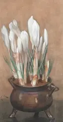 Still life of white crocuses in a pewter bowl by Edwin John Alexander, Watercolour, heightened with white bodycolour and red chalk, sold Mar 2023