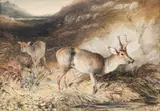 Roe Deer near Loch Rannoch by Newton Smith Fielding, Pencil and watercolour heightened with bodycolour and gum arabic, sold Mar 2023