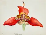 Tigridia Pavonia by Harriet Morgan, 1865, watercolour on paper, sold Jun 2025