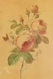 Branche de roses, Myosotis et papillon by Auguste Piquet de Brienne, Plume et encre brune, aquarelle, sold Oct 2024