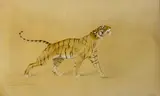 Tigre de profil by Léon Danchin, Aquarelle et rehauts de gouache, sold Mar 2025