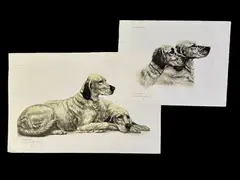 Étude de deux setters anglais couchés by Léon Danchin, Aquatinte sur papier d'Arches, sold Mar 2025
