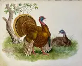 Dindons by Georges Rötig, Aquarelle, sold Mar 2025