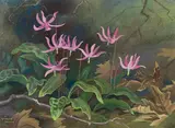 Shooting Stars by Annora Brown, watercolour and gouache on paper, sold Jul 2024