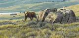 Kodiak Bear Rounding Rocks by Robert Bateman, 1981, acrylic on board, sold Jun 2024