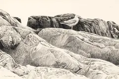 Great Black-backed Gull on Rocks by Robert Bateman, 1981, graphite on paper, sold Jun 2024