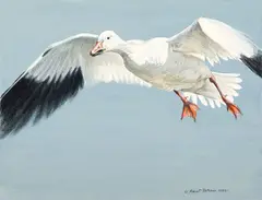 Snow Goose by Robert Bateman, 1980, mixed media on paper, sold Jun 2024