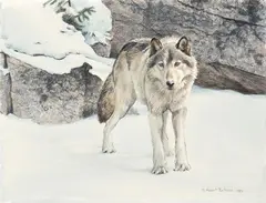Timber Wolf, Winter by Robert Bateman, 1981, mixed media on paper, sold Jun 2024