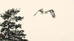 Osprey on the Wing by Robert Bateman, 1981, mixed media on paper, sold Jun 2024