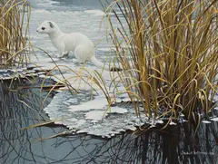Edge of the Ice - Ermine by Robert Bateman, 1981, acrylic on board, sold Jun 2024