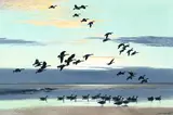 Canada Geese Coming out to the Estuary by Peter Scott, 1978, oil on canvas, sold Jun 2024