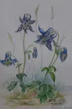 Watercolours by Margaret Dandy, watercolor, sold Jul 2023