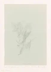 Untitled by Peter Blake, pencil, offered Jul 2025