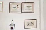 Sheildrake by Francis Orpen Morris, lithograph, sold Jun 2025